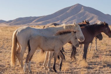 Utah çölünde vahşi bir at sürüsü.