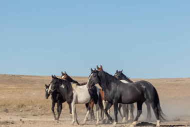 Utah çölünde vahşi bir at sürüsü.