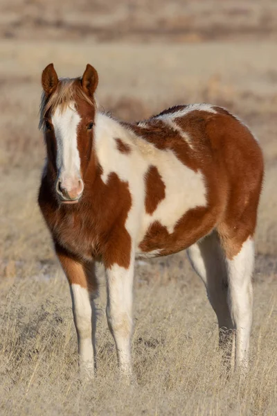 Cute Wild Horse Foal Utah Desert Winter — Stock Photo, Image