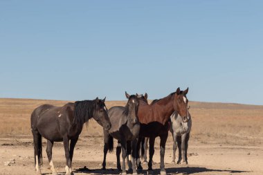 Utah çölünde vahşi bir at sürüsü.