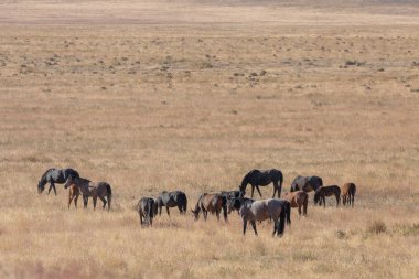 Utah çölünde vahşi bir at sürüsü.