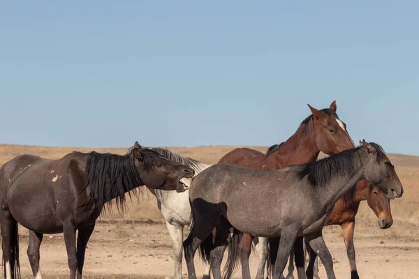 Una Manada Caballos Salvajes Desierto Utah —  Fotos de Stock