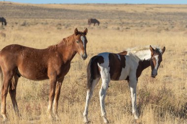 sevimli vahşi at foals Utah çölde bir çift