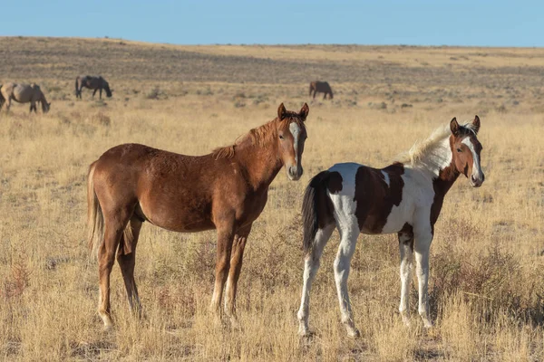 Une Paire Poulains Chevaux Sauvages Mignons Dans Désert Utah — Photo