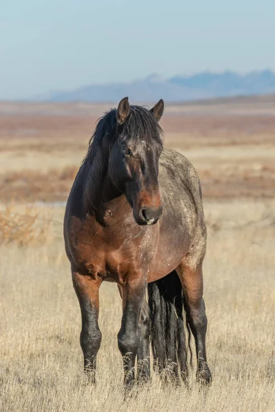 Cheval Sauvage Majestueux Hiver Dans Désert Utah — Photo