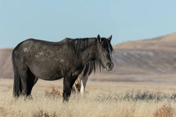 Utah Çölü Nde Kış Görkemli Bir Vahşi — Stok fotoğraf