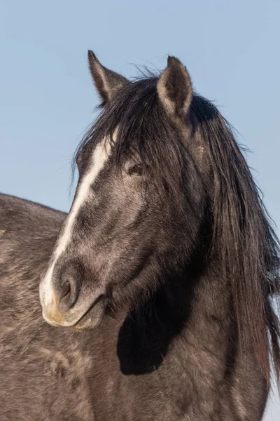 Een Close Portret Van Een Wild Paard Woestijn Van Utah — Stockfoto