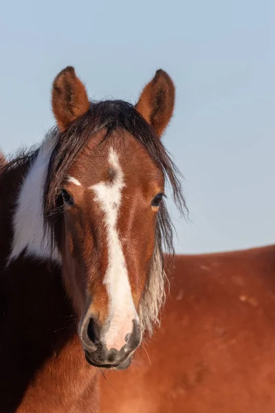 Retrato Perto Cavalo Selvagem Deserto Utah — Fotografia de Stock