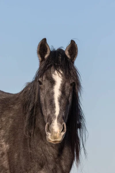 Een Close Portret Van Een Wild Paard Woestijn Van Utah — Stockfoto