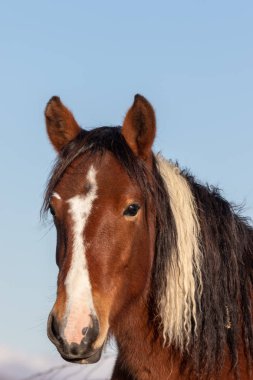 Utah çölde vahşi bir at portresi yakından