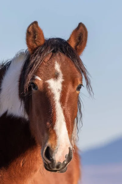 Porträt Eines Wilden Pferdes Der Wüste Utah Aus Nächster Nähe — Stockfoto
