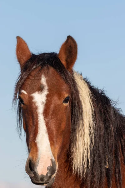 ユタ州の砂漠の野生馬の肖像画に近い — ストック写真