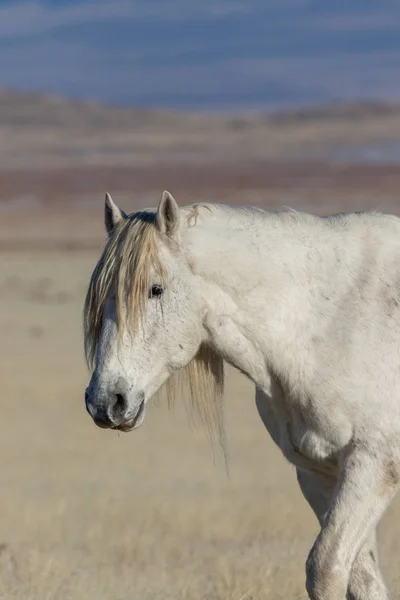 Blisko Portretu Dzikiego Konia Pustyni Utah — Zdjęcie stockowe