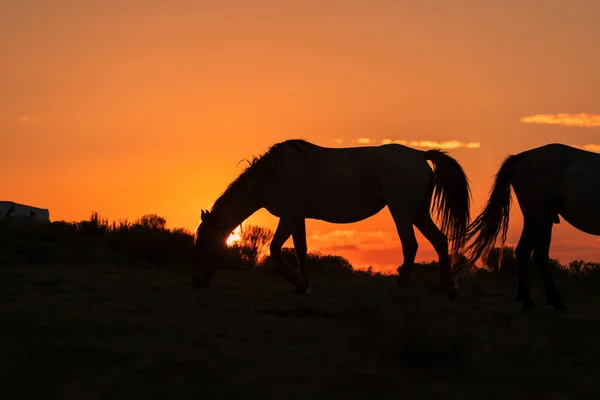 Vadlovak Gyönyörű Sivatagi Napfelkeltét Rajzolódott — Stock Fotó