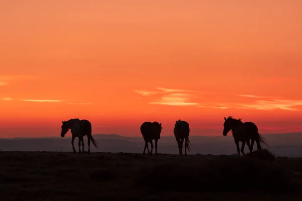 Wildpferde Einem Wunderschönen Wüstensonnenaufgang — Stockfoto