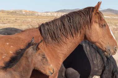 Utah çölünde vahşi bir at kısrağı ve yavrusu.