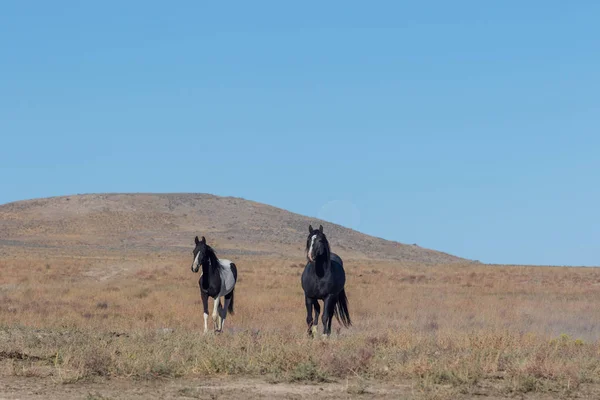 Uma Égua Cavalo Selvagem Seu Potro Deserto Utah — Fotografia de Stock