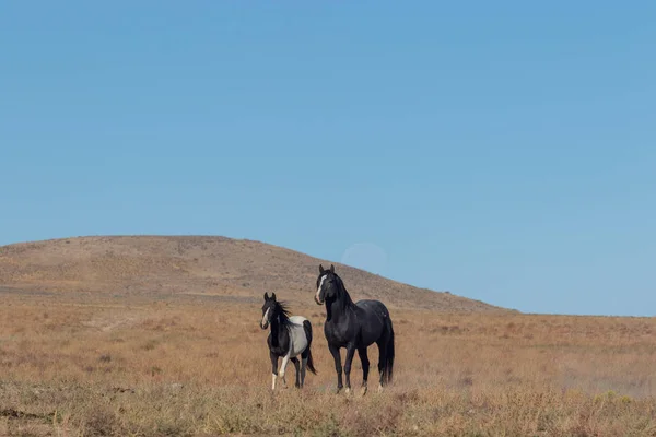 Uma Égua Cavalo Selvagem Seu Potro Deserto Utah — Fotografia de Stock