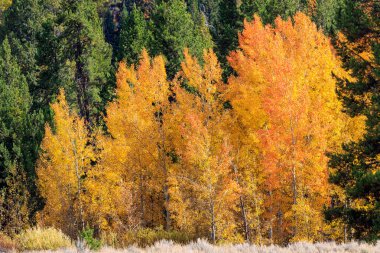 Grand Teton Ulusal Parkı Wyoming 'de manzaralı bir sonbahar manzarası.