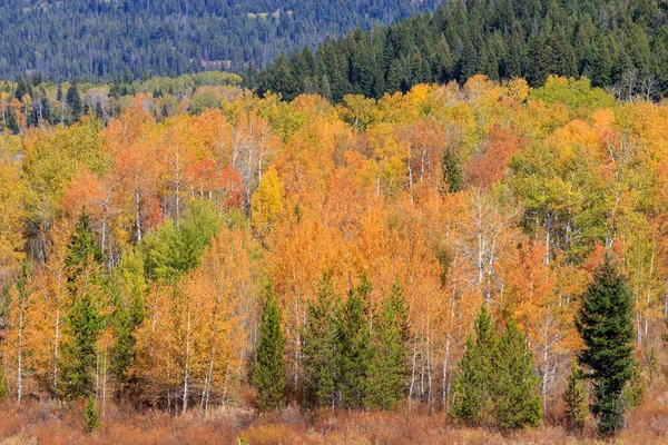 Malowniczy Jesienny Krajobraz Parku Narodowym Grand Teton Wyoming — Zdjęcie stockowe