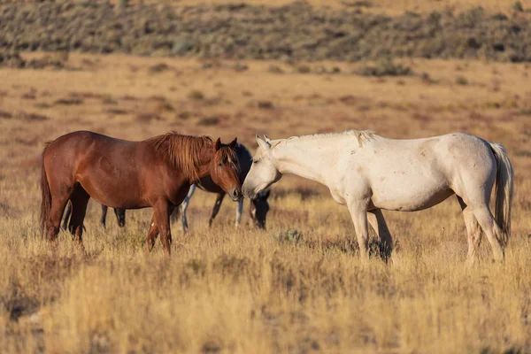Stado Dzikich Koni Pustyni Utah — Zdjęcie stockowe