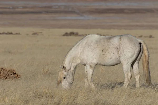 Belo Cavalo Selvagem Deserto Utah Inverno — Fotografia de Stock