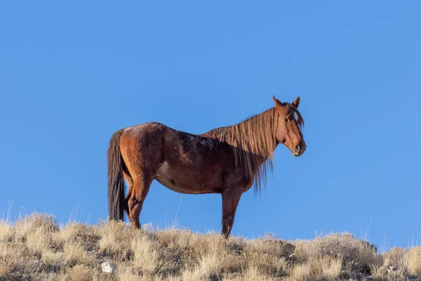 Belo Cavalo Selvagem Deserto Utah Inverno — Fotografia de Stock