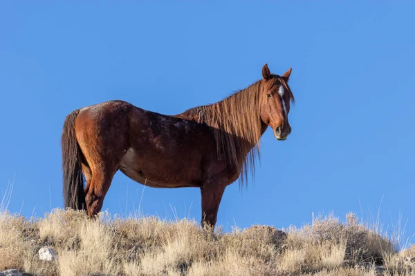 Ein Schönes Wildpferd Winter Der Wüste Utah — Stockfoto
