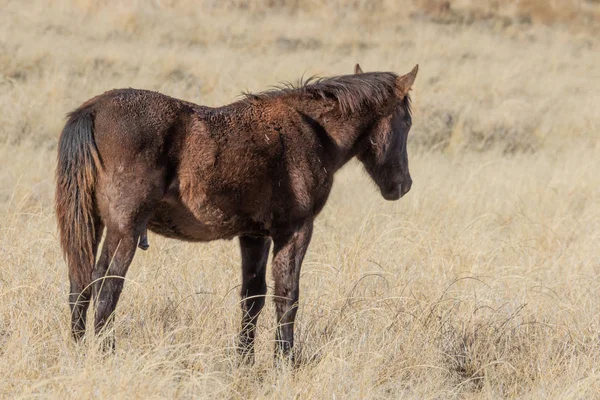 Belo Cavalo Selvagem Deserto Utah Inverno — Fotografia de Stock