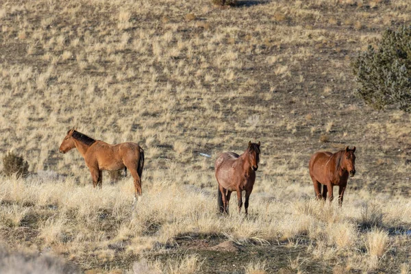 Kışın Utah Çölde Vahşi Atlar Sürüsü — Stok fotoğraf