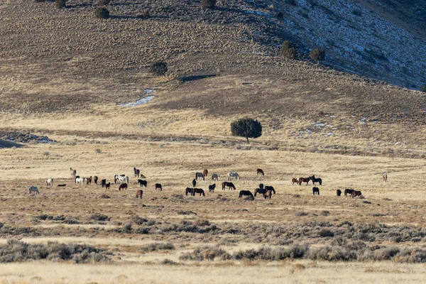 Stádo Divokých Koní Poušti Utah Zimě — Stock fotografie