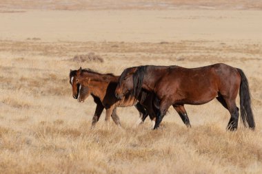 Kışın Utah çölde vahşi atlar