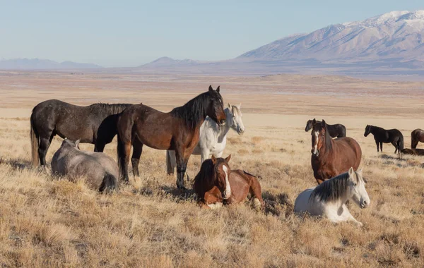Wild Horses Utah Desert Winter — Stock Photo, Image