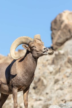 güzel çöl bighorn koyun ram