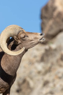 güzel çöl bighorn koyun ram