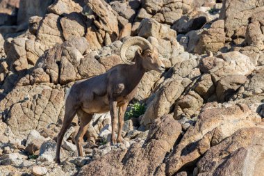 güzel çöl bighorn koyun ram