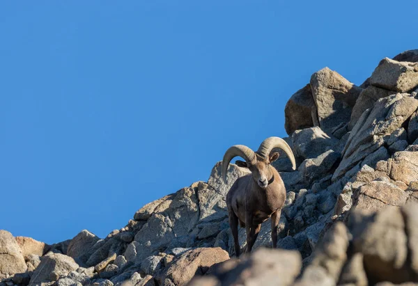 Egy Szép Sivatagi Bighorn Juh Ram — Stock Fotó