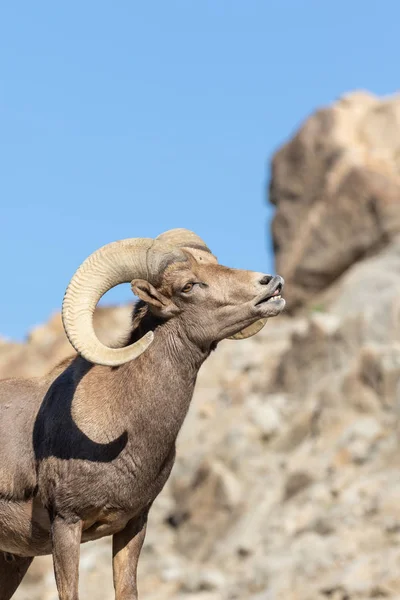 Güzel Çöl Bighorn Koyun Ram — Stok fotoğraf