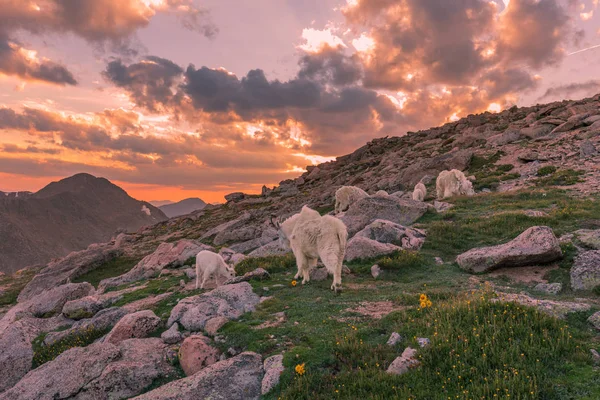 Gün Batımında Dağ Keçileri Colorado Yüksek Ülkenin — Stok fotoğraf