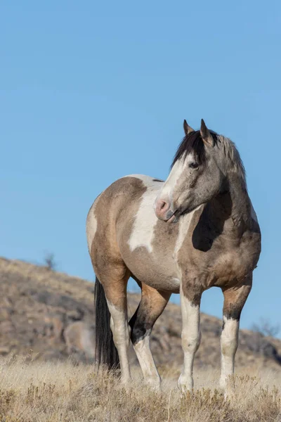 Majestic Wild Horse Utah Desert Winter — Stock Photo, Image
