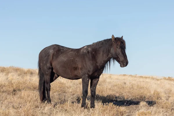 Majestuoso Caballo Salvaje Desierto Utah Invierno —  Fotos de Stock