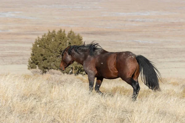 Величественная Дикая Лошадь Пустыне Юта Зимой — стоковое фото