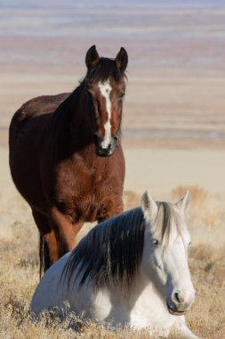 Kışın Utah çölde güzel vahşi atlar