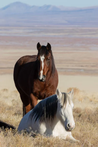 Piękne Dzikie Konie Pustyni Utah Zimie — Zdjęcie stockowe