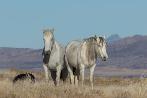 Krásné Divoké Koně Poušti Utah Zimě — Stock fotografie