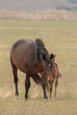 Utah çölünde vahşi bir kısrak ve tay.