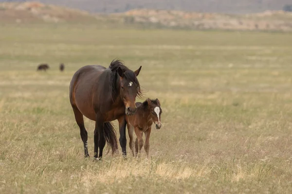 Wild Horse Mare Foal Utah Desert — Stock Photo, Image