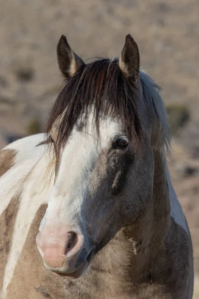 Een Portret Van Een Mooi Wild Paard Winter Utah — Stockfoto