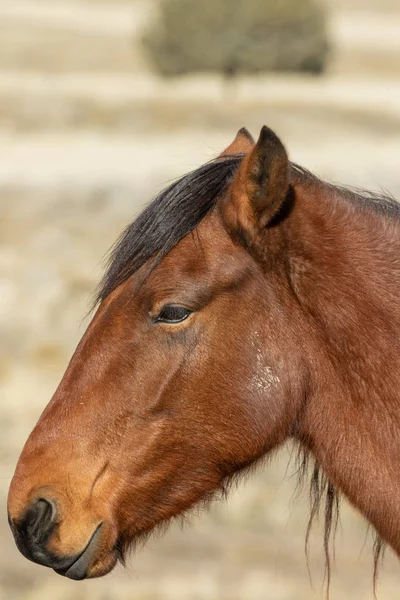 Retrato Belo Cavalo Selvagem Inverno Utah — Fotografia de Stock