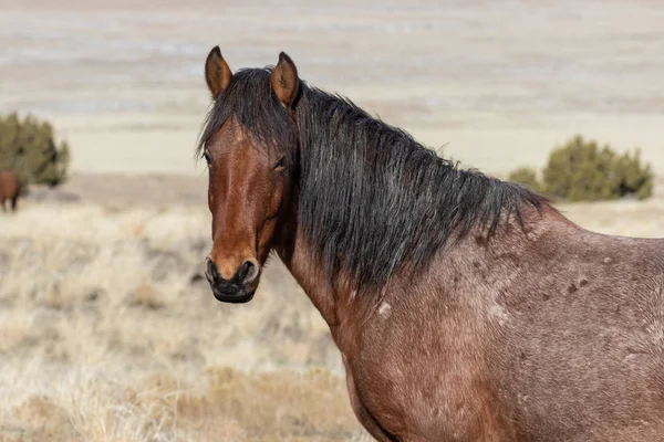 Portret Pięknej Dzikiego Konia Zimą Utah — Zdjęcie stockowe